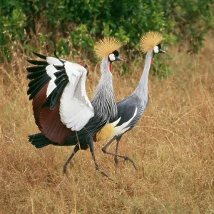Crowned Crane Crowned Crane