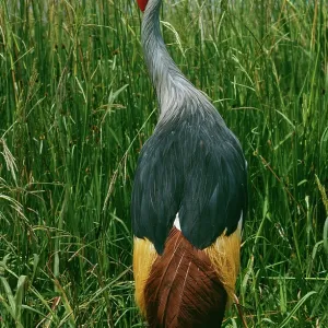 CROWNED CRANE - with eggs CROWNED CRANE - with eggs