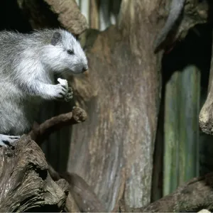 CUBAN HUTIA - captive CUBAN HUTIA - captive