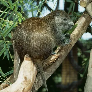 CUBAN HUTIA - rodent CUBAN HUTIA - rodent