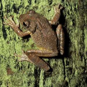 CUBAN TREE FROG CUBAN TREE FROG