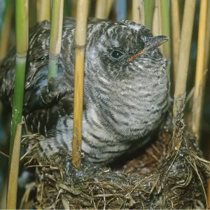 CUCKOO CHICK - At 21 days the Cuckoo is now too