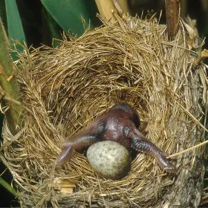 Cuckoo chick - ejecting Reed Warbler egg (Acrocephalus