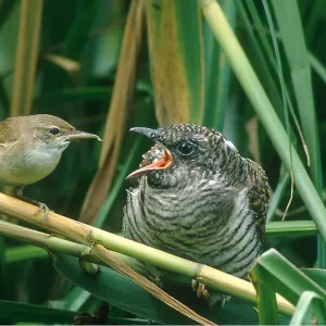Cuckoo Chick - being fed by Reed Warbler