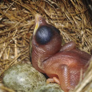 Cuckoo Chick and Reed Warbler eggs (Acrocephalus scirpaceus)
