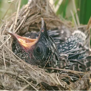 CUCKOO CHICK - In Reed Warbler's nest - 8 Days old