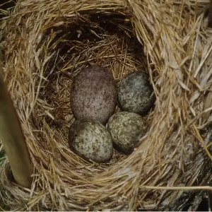CUCKOO EGG - IN WARBLER'S NEST
