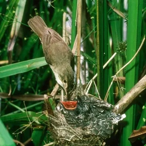 Cuckoo - being fed by Reed Warbler (Acrocephalus scirpaceus)