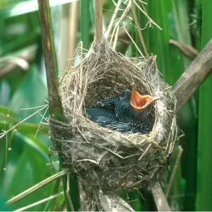 CUCKOO - In Reed Warbler's nest - 5 days old -