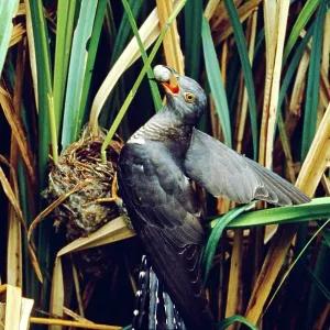 Cuckoo - stealing Reed Warbler's eggs from nest