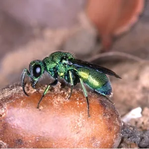 CUCKOO WASP - ON EGG CUCKOO WASP - ON EGG