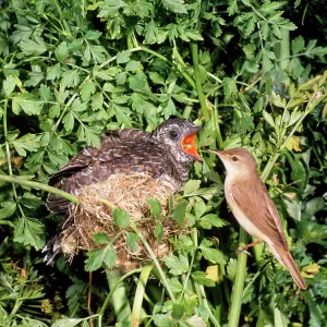 Cuckoo - young being fed at nest by Reed Warbler Cuckoo - young being fed at nest by Reed Warbler
