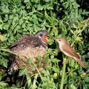 Cuckoo - young in nest being fed by Reed Warbler Cuckoo - young in nest being fed by Reed Warbler