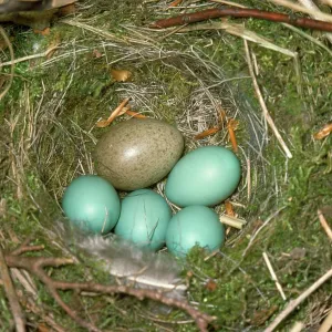 CUCKOO'S egg - in DUNNOCK / Hedge Sparrows nest with eggs CUCKOO'S egg - in DUNNOCK / Hedge Sparrows nest with eggs