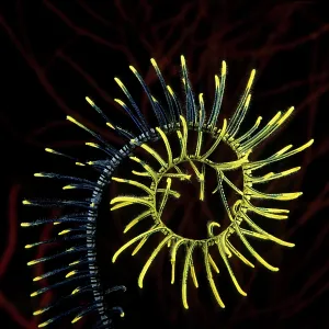 Curl of feather star or crinoid, Walindi, West New Britain Curl of feather star or crinoid, Walindi, West New Britain