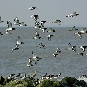 Curlew - with flock of Oystercatchers (Haematopus