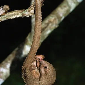 Three -cusped / Tree / White-bellied Pangolin Three -cusped / Tree / White-bellied Pangolin