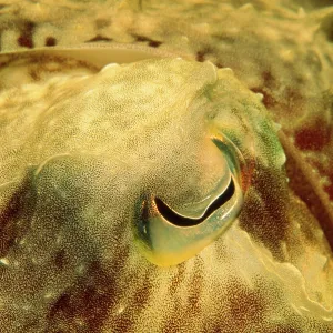 Cuttlefish - close-up of eye Cuttlefish - close-up of eye
