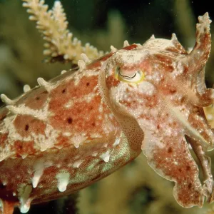 Cuttlefish - among Staghorn Coral Cuttlefish - among Staghorn Coral