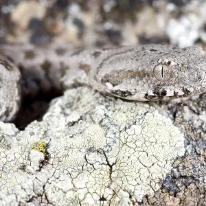 Cyclades Blunt-nosed Viper Cyclades Blunt-nosed Viper