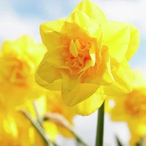 Daffodil Jack the Lad, Narcissus Jack the Lad, yellow fl Daffodil Jack the Lad, Narcissus Jack the Lad, yellow fl
