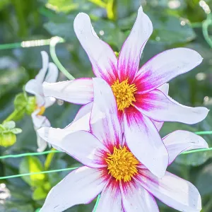 Dahlia Bio Felicia Verver Export, flowers Dahlia Bio Felicia Verver Export, flowers