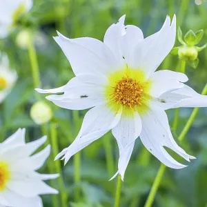 Dahlia Bio Justice Verver Export, flower Dahlia Bio Justice Verver Export, flower