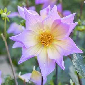 Dahlia Bio Lima Verver Export, flower Dahlia Bio Lima Verver Export, flower