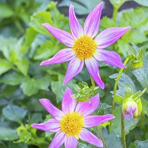 Dahlia Bio Manche Libre Verver Export, flowers Dahlia Bio Manche Libre Verver Export, flowers