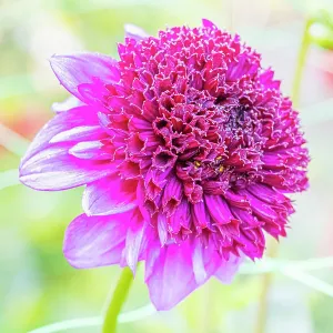 Dahlia Blue Bayou Breeder : Dongen (NDL) 1998, flower Dahlia Blue Bayou Breeder : Dongen (NDL) 1998, flower