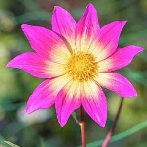 Dahlia Bright Eyes Breeder: Gil (USA) 1981, flower Dahlia Bright Eyes Breeder: Gil (USA) 1981, flower