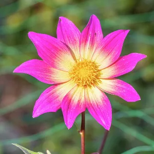 Dahlia Bright Eyes Breeder: Gil (USA) 1981, flower Dahlia Bright Eyes Breeder: Gil (USA) 1981, flower
