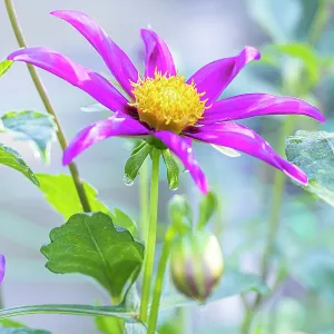 Dahlia C'Nova Pourpre, Breeder : Beaumont (FRA) Dahlia C'Nova Pourpre, Breeder : Beaumont (FRA)