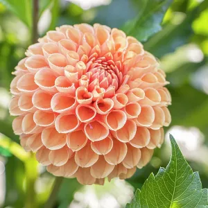Dahlia Cornel Brons Breeder : Smits (NDL) 2004, flower Dahlia Cornel Brons Breeder : Smits (NDL) 2004, flower