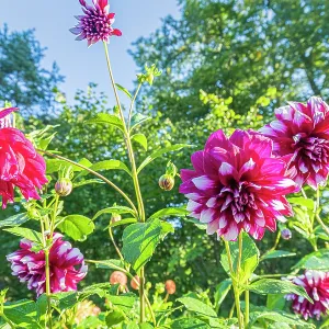 Dahlia Deuil du Roi Albert, flowers Dahlia Deuil du Roi Albert, flowers
