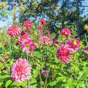Dahlia Feline Yvonne, flowers Dahlia Feline Yvonne, flowers