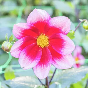 Dahlia Hsroune Breeder : Turc (FRA) 2016, flower Dahlia Hsroune Breeder : Turc (FRA) 2016, flower