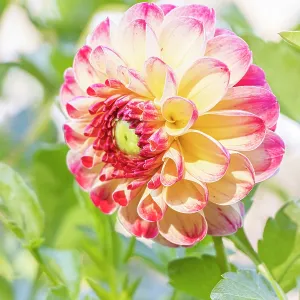 Dahlia Kaiser Wilhelm Breeder : Deegen (GER) 1881, flower Dahlia Kaiser Wilhelm Breeder : Deegen (GER) 1881, flower