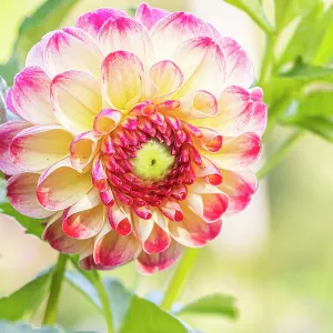 Dahlia Kaiser Wilhelm Breeder : Deegen (GER) 1881, flower Dahlia Kaiser Wilhelm Breeder : Deegen (GER) 1881, flower