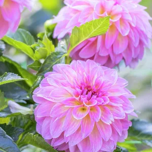 Dahlia Sturm Kika Breeder: Smits (NDL) 2004, flowers Dahlia Sturm Kika Breeder: Smits (NDL) 2004, flowers