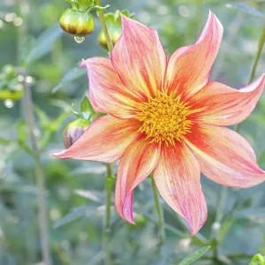 Dahlia Victor Hugo Verver Export, flower Dahlia Victor Hugo Verver Export, flower