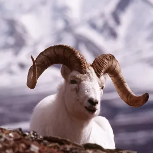 Dall's Sheep - Male
