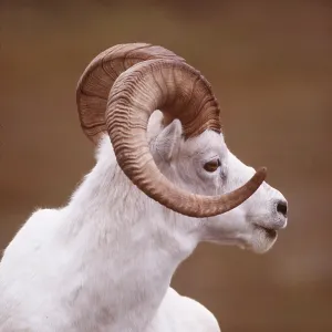 DALL'S SHEEP - Male, close-up, sitting