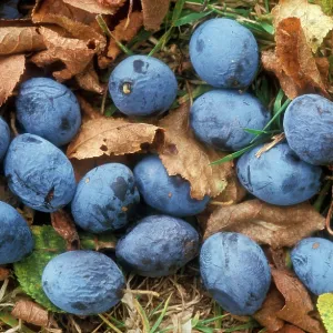 Damsons - fallen on ground Damsons - fallen on ground