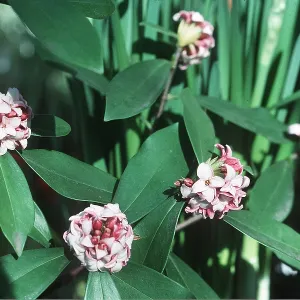 DAPHNE ODORA DAPHNE ODORA