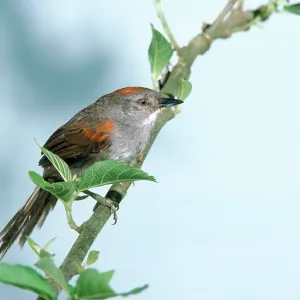 Dark-breasted SPINETAIL