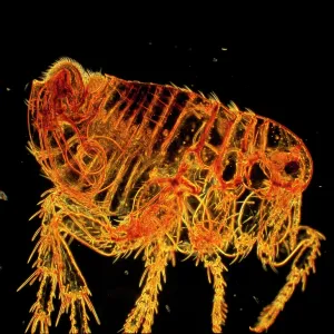 Dark Field Light Micrograph: Human Flea - male Dark Field Light Micrograph: Human Flea - male