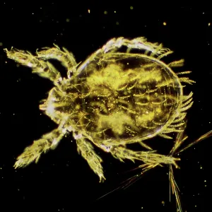 Dark Field Light Micrograph: Scrub Typhus Mite Chigger Dark Field Light Micrograph: Scrub Typhus Mite Chigger