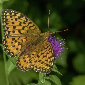 Dark green fritillary, Speyeria aglaja, nectarin Dark green fritillary, Speyeria aglaja, nectarin