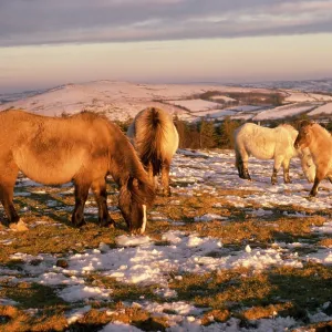 DARTMOOR PONIES-ON MOOR